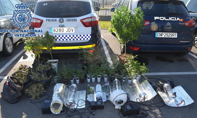 Decomiso de plantaciones de marihuana en Logroño