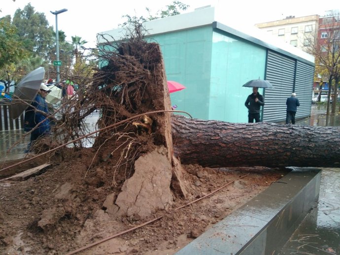 Árbol caído en Sagunto