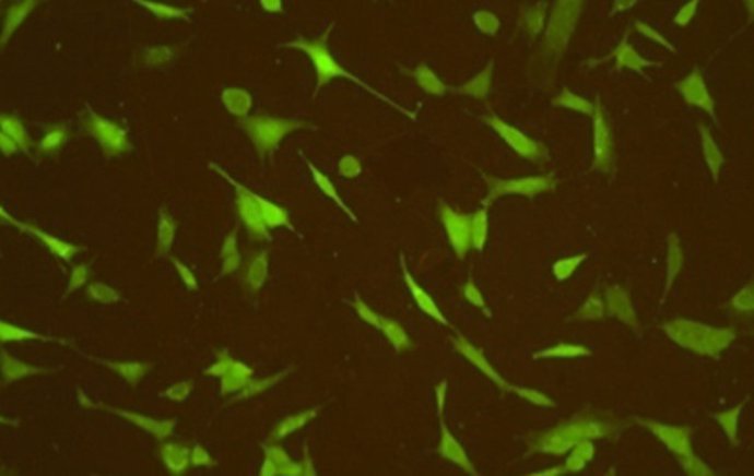 Células en desarrollo sobre una lámina biofuncionalizada.