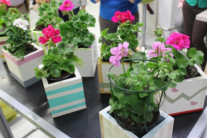 Macetas con flores para el día de tu casa. 