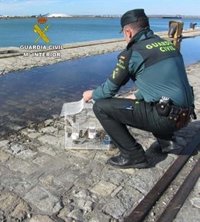 Intervienen 14 aves, entre ellas dos ejemplares protegidos, en un vehículo en Huelva