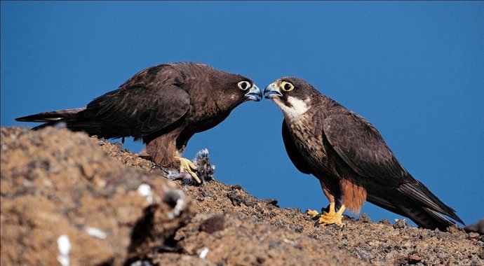 Halcón de Eleanor, los oscuros son más propensos a la malaria aviar