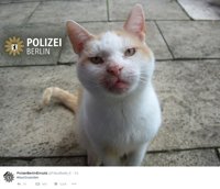 La Policía pide discreción a los berlineses con un 'tuit' con la foto de un gato