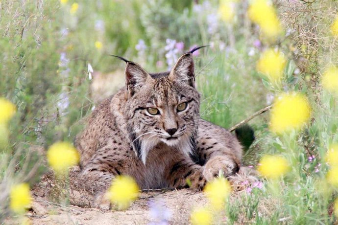 Lince ibérico