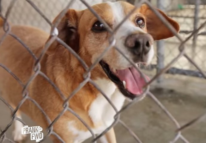 La broma que consiguió que decenas de perros fueran adoptados