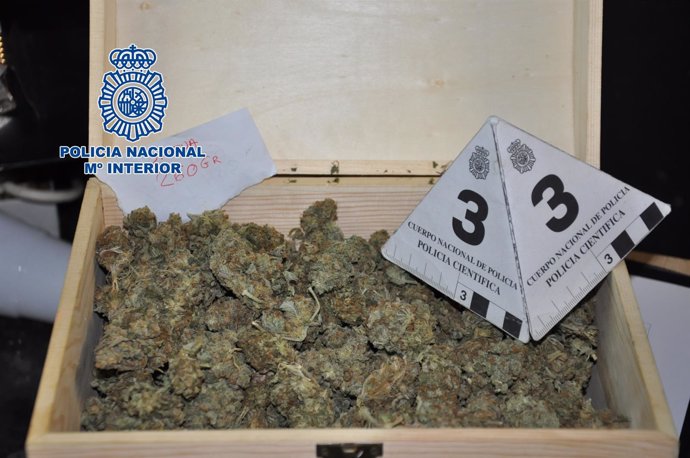 Marihuana intervenida en un club cannábico de Palau Solità