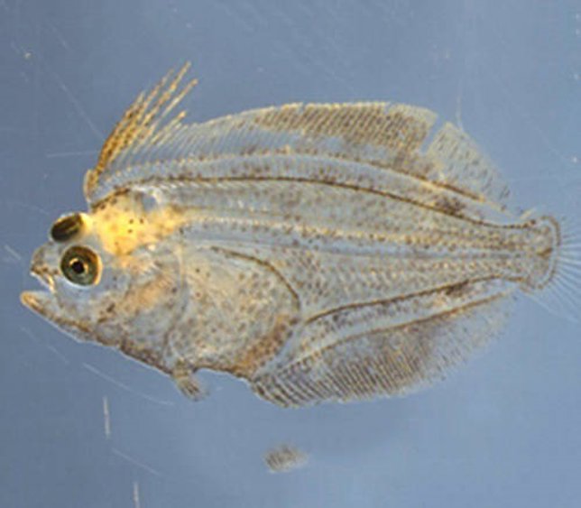 Metamorfosis en la platija. Un ojo empieza a moverse a un lado