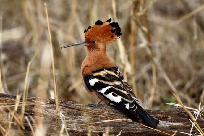 La abubilla (Upupa epops) es un pájaro migratorio ampliamente extendido