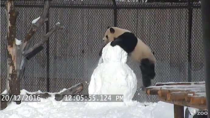 Panda del Zoo de Toronto destroza un muñeco de nieve