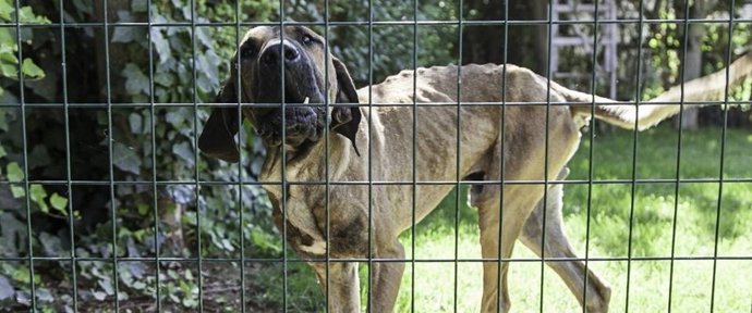Uno de los perros rescatados de Entrena y que pasaron por el Centro