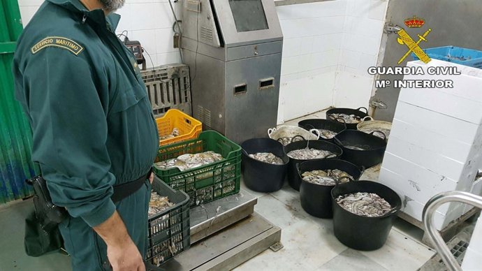 Pulpo intervenido por la Guardia Civil.