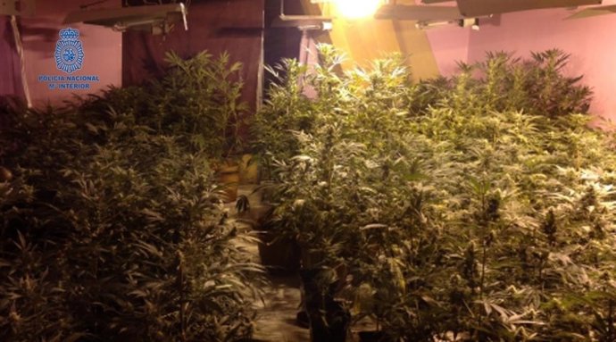 Plantación de marihuana en un piso de Palma