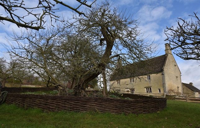 Antiguo árbol que inspiró a Newton para enunciar la teoría de la gravedad