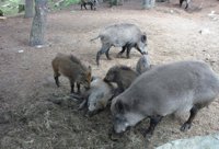 Entidades critican que el Govern no las incluya en la comisión sobre fauna salvaje