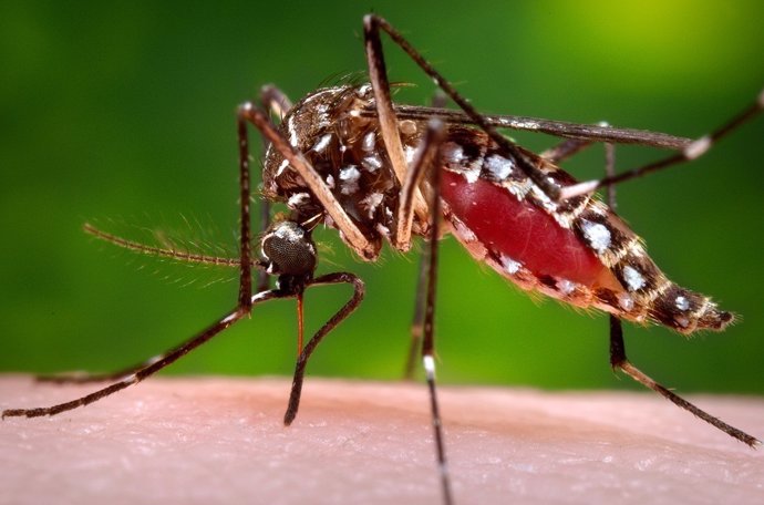 Mosquito del Chikungunya