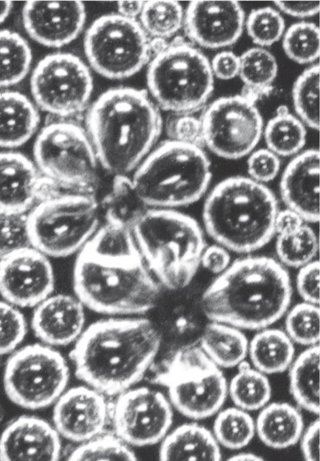 Estructuras que aparecen en el colapso de burbujas de champán