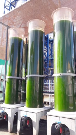 Proyecto Algae for Healthy World