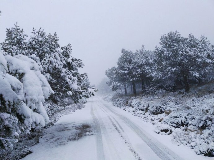 Mula, nieve, carretera nevada, invierno, frío, sierra