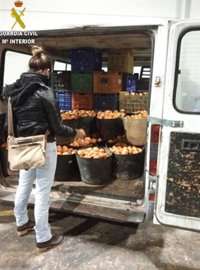 Detenido un hombre por robar 2.600 kg de naranjas de los campos en los que trabajaba