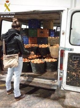 Operación contra el robo de naranjas  