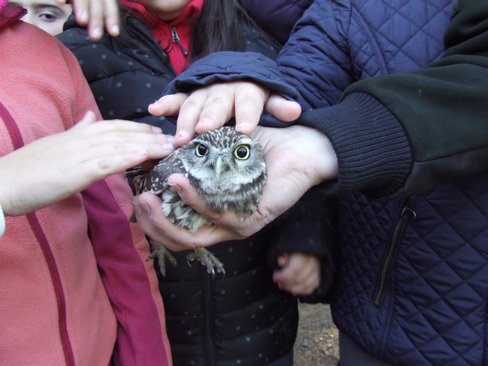 Mochuelo europeo liberado