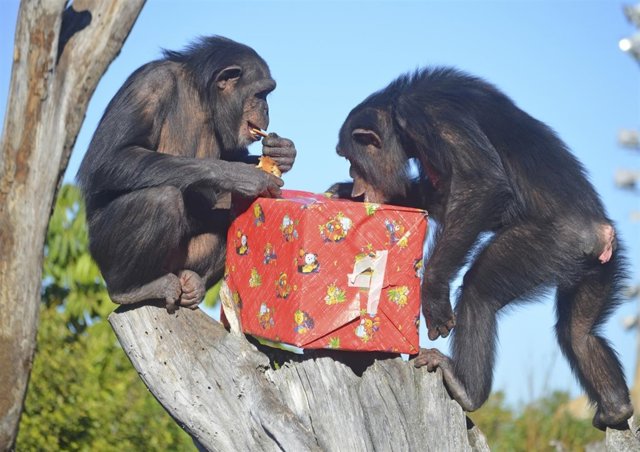 Animales del Bioparc reciben los regalos de Papá Noel
