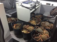 Sorprendido transportando marisco ilegal cuando era auxiliado por un accidente de tráfico