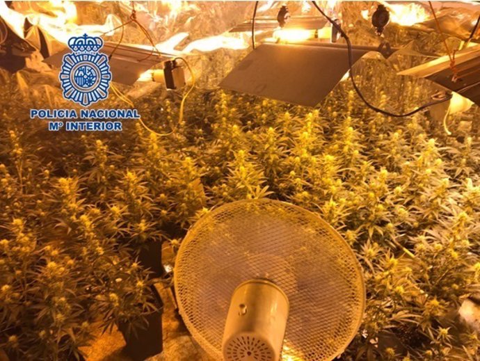 Plantas de marihuana intervenidas