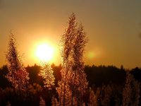 La vitamina D mejora la flora intestinal y el síndrome metabólico