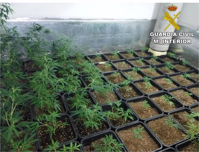 Plantación de marihuana indoor