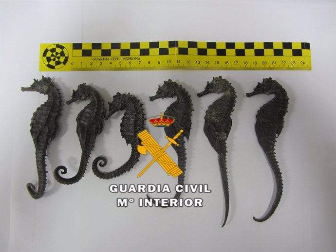 Caballitos de mar disecados incautados detenidos especie amenazada