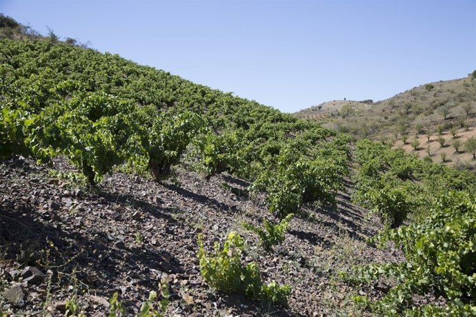 Bodegas jorge ordoñez málaga viticultura botani uvas axarquía mula vendimia 