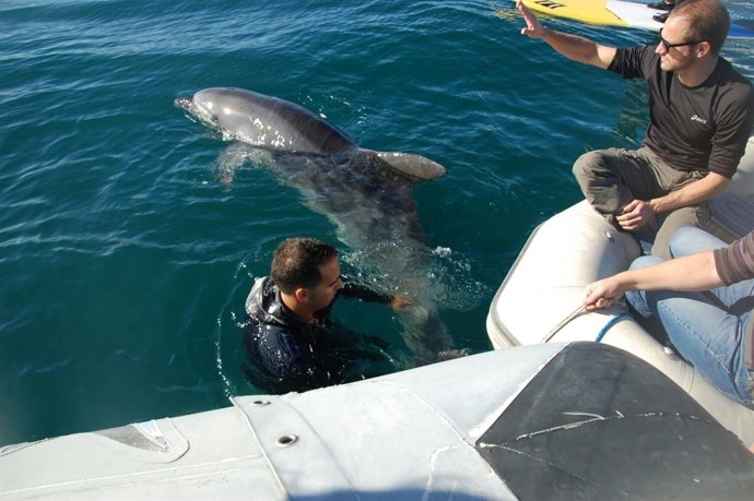 Rescate de un delfín enredado con una red en la bahía de Palma