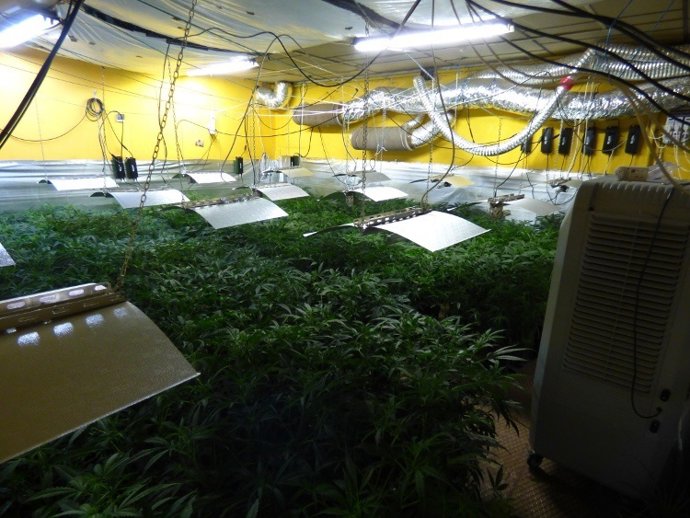 Plantas de marihuana en betoño