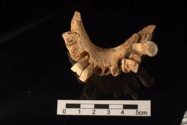 Fragmento de mandíbula hallado en la Sima de los Elefantes