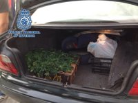 Dos detenidos en Granada por transportar 53 esquejes de marihuana en su vehículo