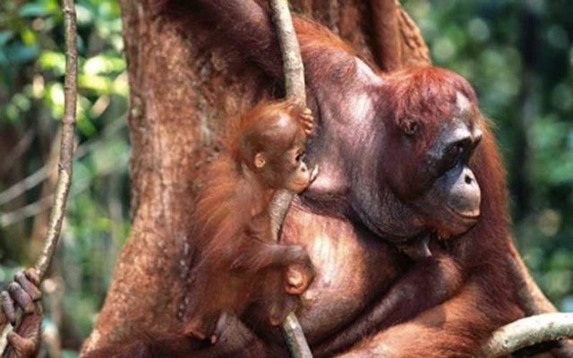 Borneo, orangutanes