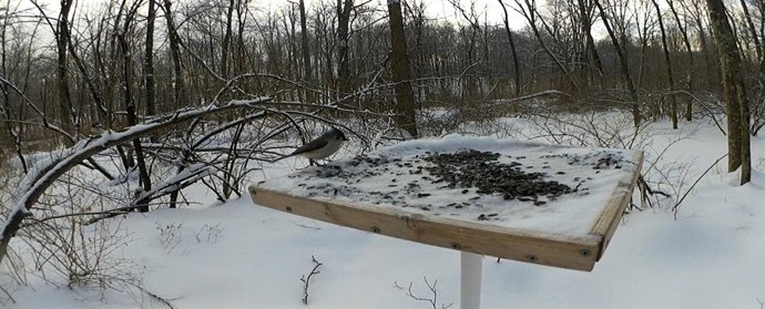 Experimento del rurido sobre aves