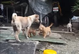 perra cachorros