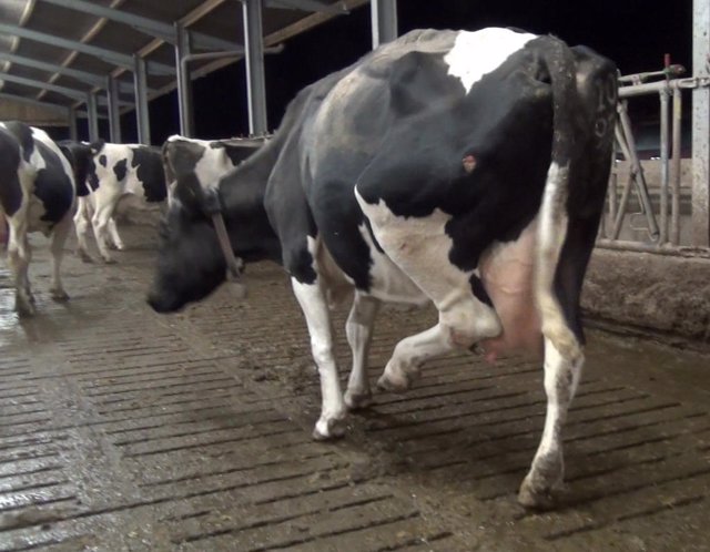 Maltrato animal en una granja láctea inglesa