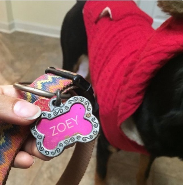 Collar de Zoey que encontró el perrito Riley en la mañana de Navidad