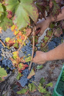 Vendimia, uvas, Valdeorras