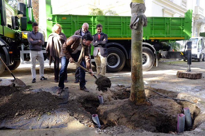 Plantación plátano 12 metros árbol naturaleza jardín botanico la concepción 