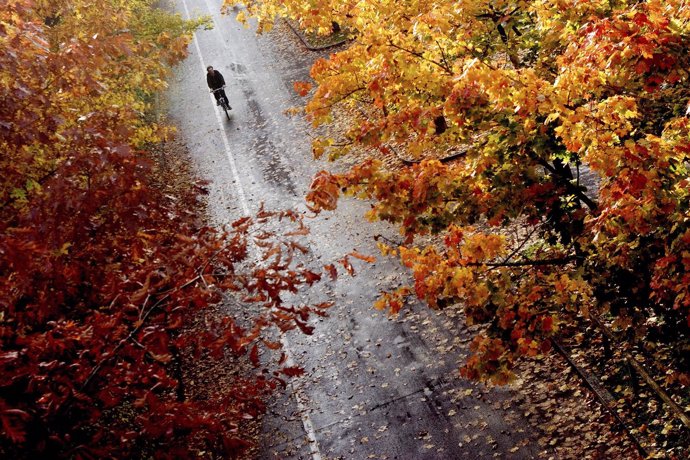 Otoño, hojas, hojas caídas, ciervo, ardilla, frío, invierno, otoñal, bosque