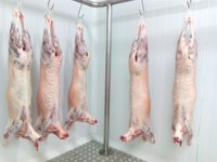 Un proyecto busca comercializar el peso ideal de la canal de ovino de la Ojinegra