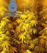 Detenidos en Málaga con un cultivo de marihuana que estimulaban con música zen