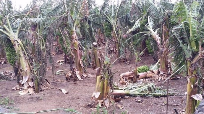 Daños causados por el viento