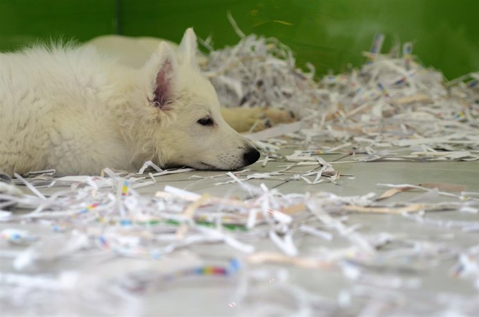 Animales, animal, perro, perros, perra, perras