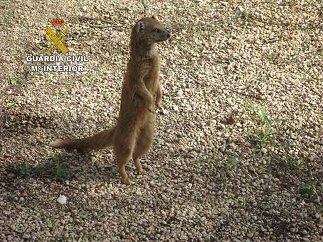 Uno de los ejemplares encontrados