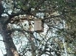 Caja colocada en un árbol